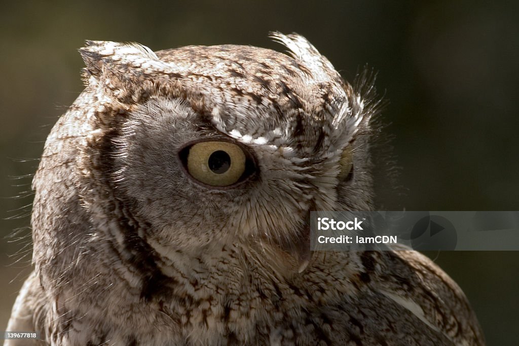 Zdjęcie Screech Owl - Zbiór zdjęć royalty-free (Ciemny)