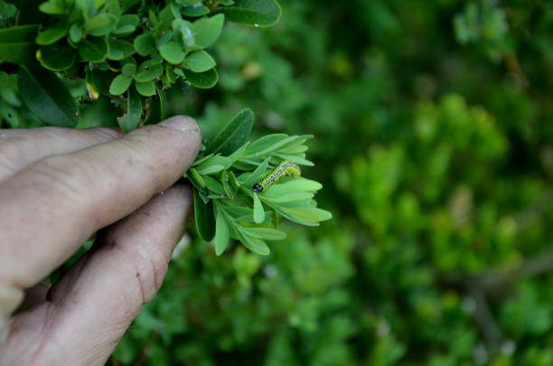 istock the caterpillars are green with a black pattern, a shiny black head and sparse hairs, after hatching they are yellow. they are relatively inconspicuous on the bushes, in addition, they begin to bite 1396778236