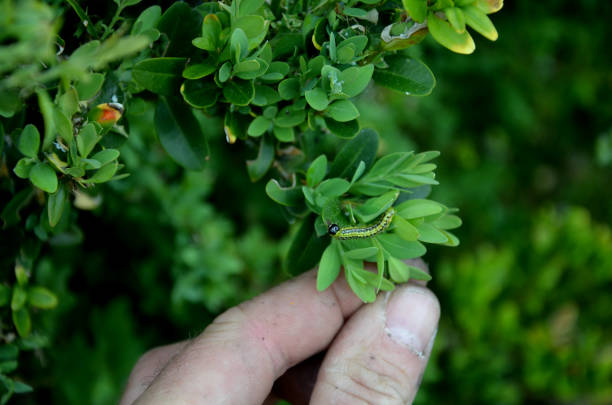 the caterpillars are green with a black pattern, a shiny black head and sparse hairs, after hatching they are yellow. they are relatively inconspicuous on the bushes, in addition, they begin to bite, buxus sempervirens, cydalima perspectalis