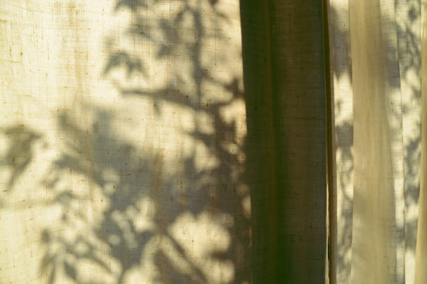 istock Leaf shadow and light on calico blur background. Nature tropical leaves tree branch shade with sunlight on calico. 1396779253