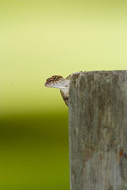 istock Here's Lookin' at You Babe! 139677934