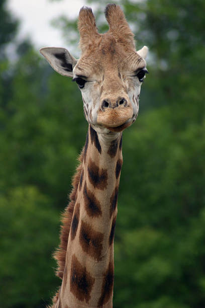 istock Portrait of a Giraffe 139678014