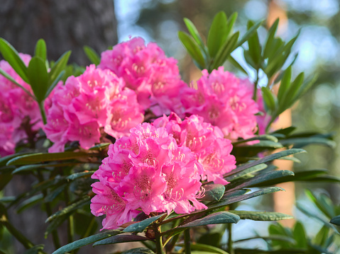 Blooming purple colored rhododendrons in spring