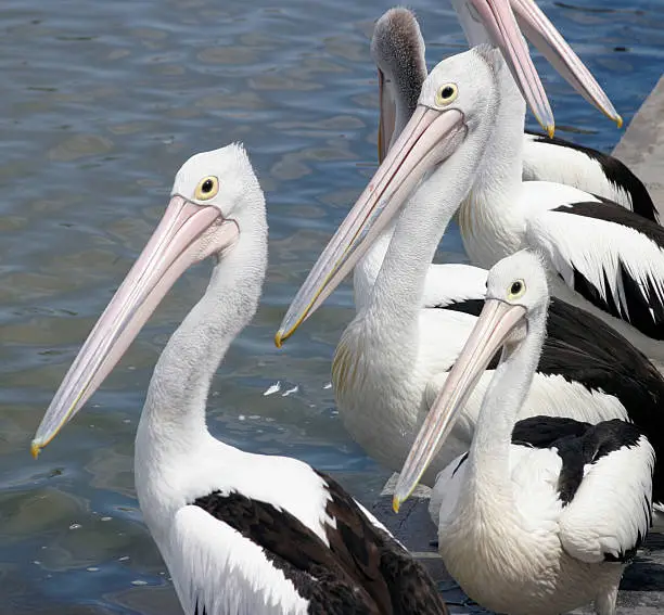 Photo of Pelicans Waiting for Feeding