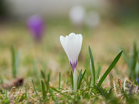 The appearance of first colorful garden crocuses in spring time.