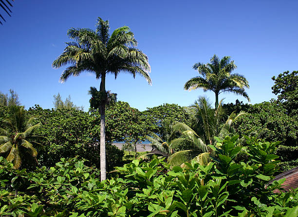 Ein Eindruck von Maui Black Sand Beach – Foto