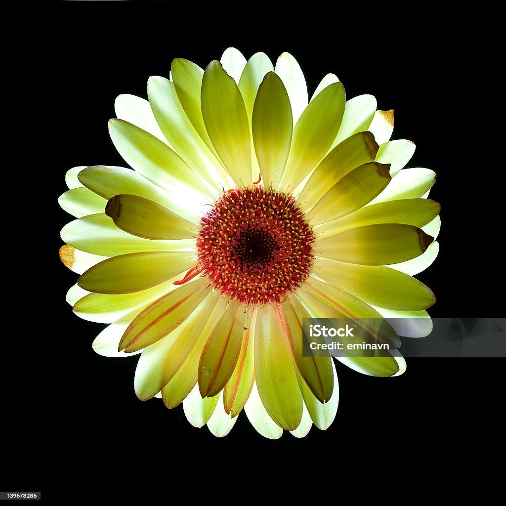 flower beauty on a black Beauty Stock Photo