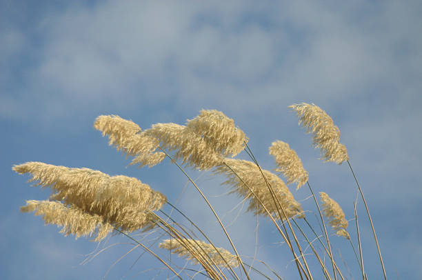 beach plants New Zealand stock photo