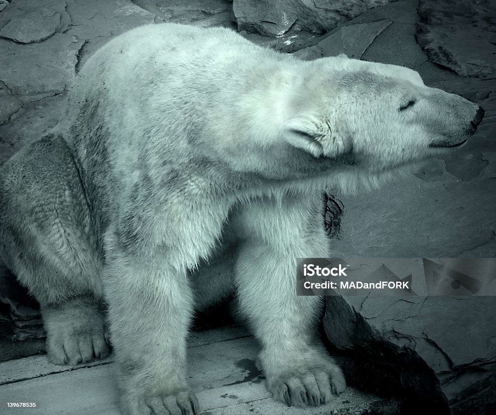 Polar bear Zoo Animals In Captivity Stock Photo