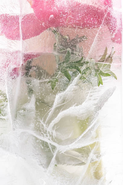 istock Transparent white ice with flowers frozen in it. 1396785598