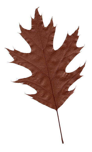 Getrocknete Oak Leaf – Foto