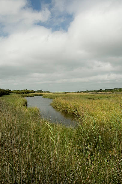 istock Carolina Beach Coastal Pond 139678702