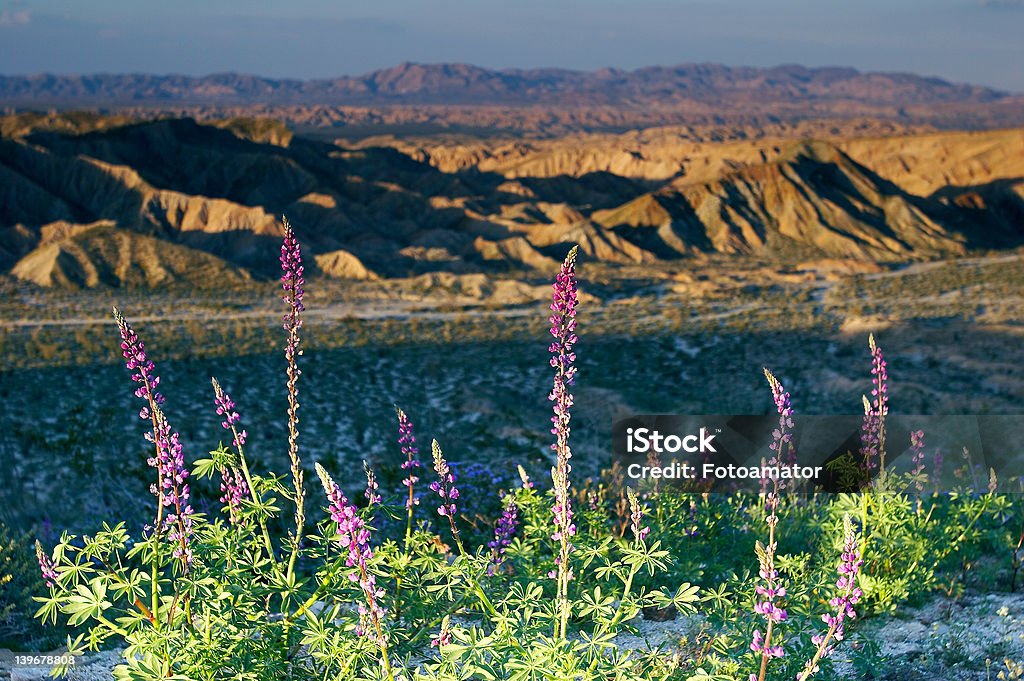 Lupin des fleurs au coucher du soleil - Photo de Au loin libre de droits