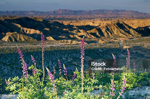 Photo libre de droit de Lupin Des Fleurs Au Coucher Du Soleil banque d'images et plus d'images libres de droit de Au loin - Au loin, Badlands, Bleu