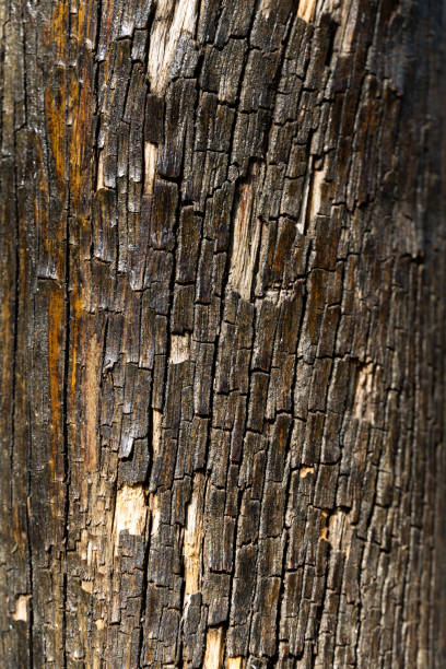 istock Tree bark texture. Reminiscent of rustic wood with some imperfections 1396788281
