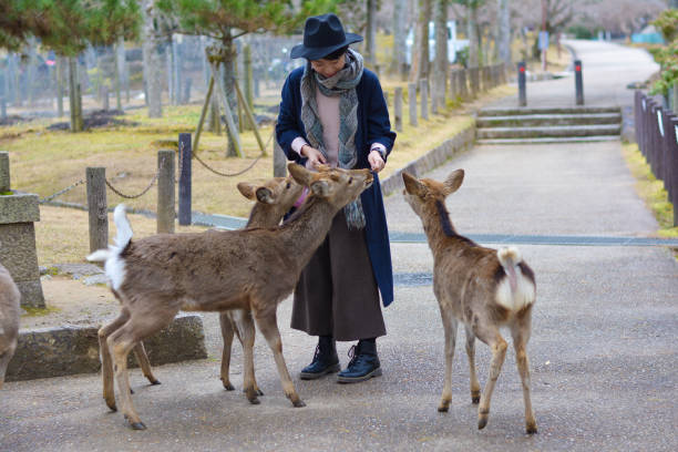 Smiling female tourist surrounded by hungry deer in Nara town of Japan stock photo