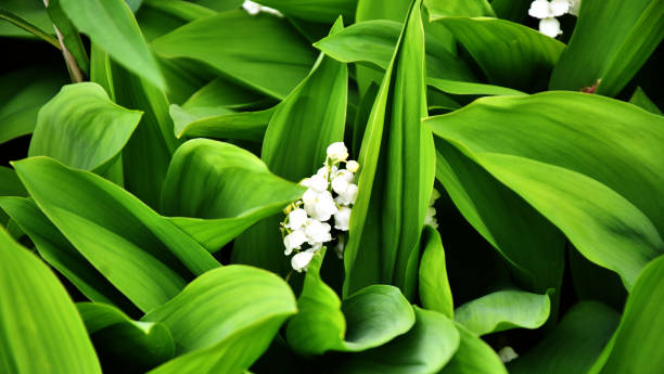 istock Lily of the valley flower (Lat. Convallaria) is white 1396789229