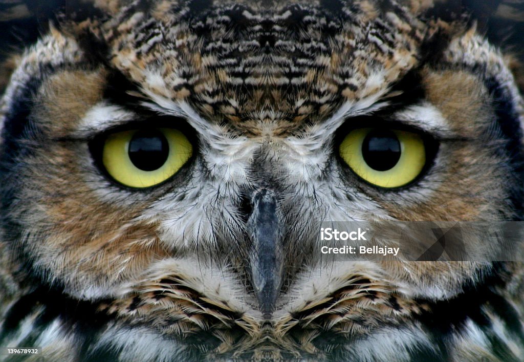 Owl - Zbiór zdjęć royalty-free (Bliskie zbliżenie)