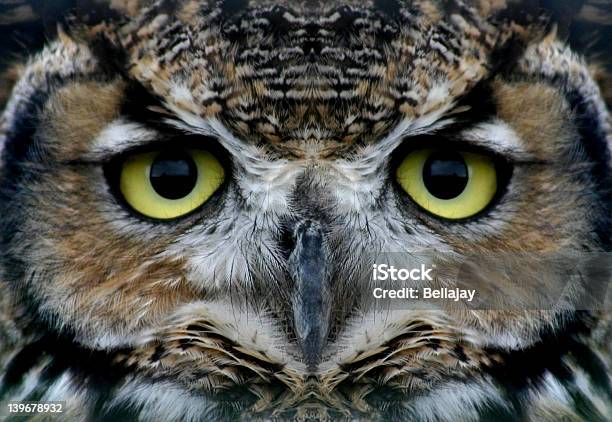 Owl - zdjęcia stockowe i więcej obrazów Bliskie zbliżenie - Bliskie zbliżenie, Brązowy, Czarny kolor