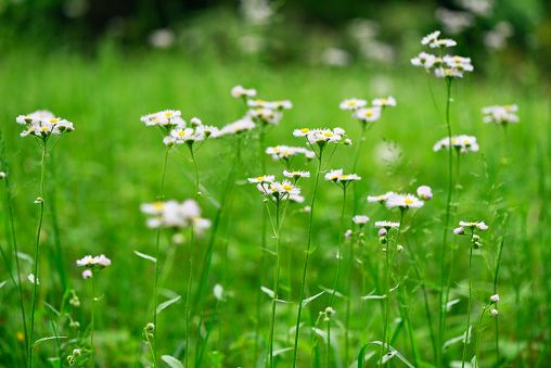 Lots of white wild flowers with shallow depth of field.