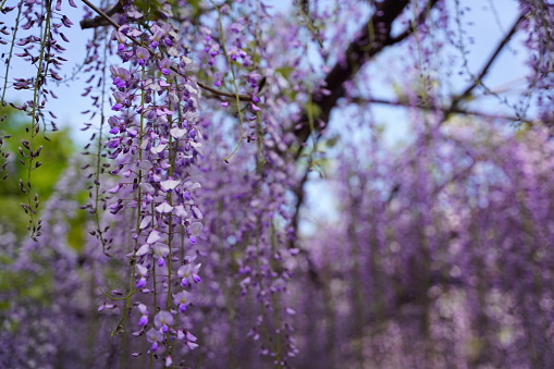 the wisteria flowers that have exister in Japan for a long time and have been loved by people are characterized by hanging down