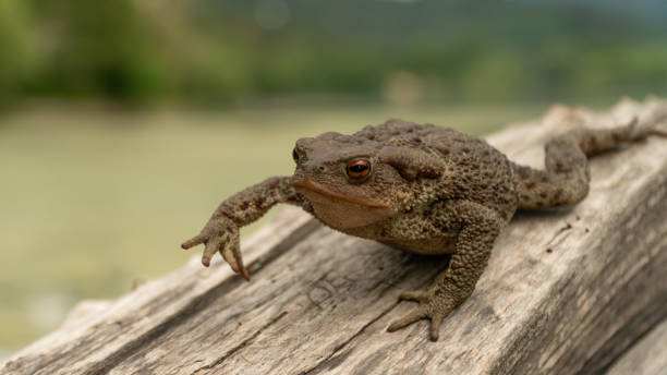 crapaud commun ou crapaud européen (bufo bufo) dans la nature, en gros plan - common toad photos et images de collection