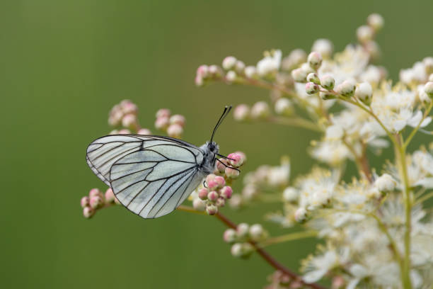 검은 정맥 흰 나비 (aporia crataegi) 자연 녹색 배경에 흰색 꽃에 앉아 - black veined white butterfly 뉴스 사진 이미지