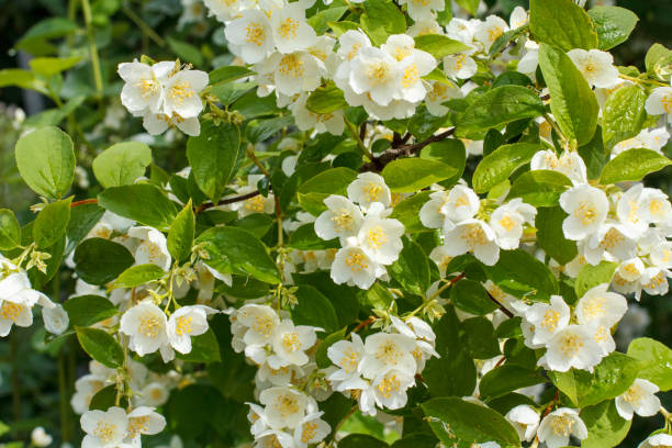 istock Jasmine flowers blossoming in summertime. 1396790088