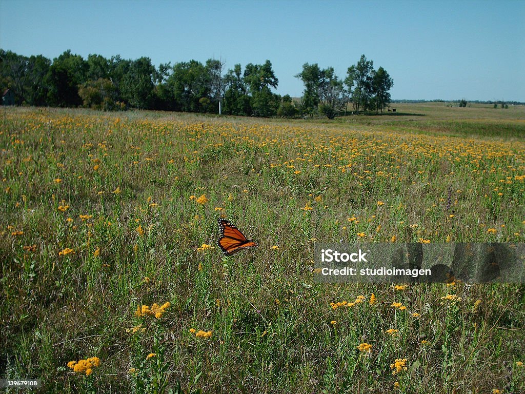 Campos de Borboleta - Royalty-free Amarelo Foto de stock