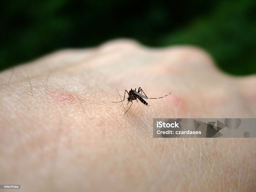 Aedes aegypti mosquito Aedes aegypti mosquito with visible probiscus into the flesh. Nile River Stock Photo