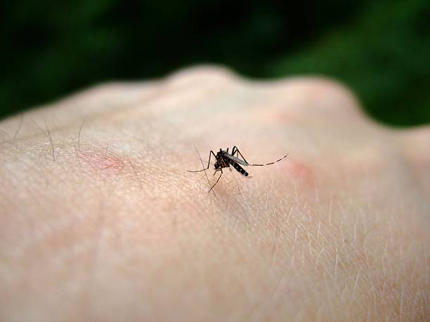 Aedes aegypti mosquito Aedes aegypti mosquito with visible probiscus into the flesh. hairy insect stock pictures, royalty-free photos & images