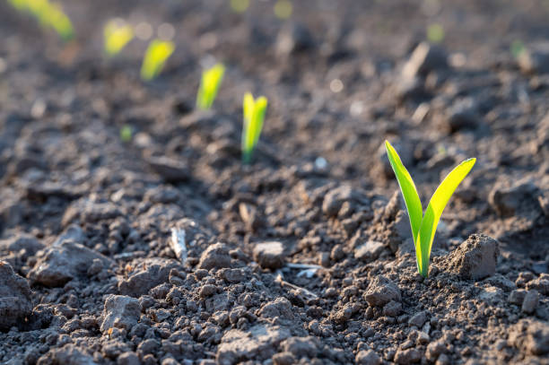 young seedling in spring on a field - semeando imagens e fotografias de stock