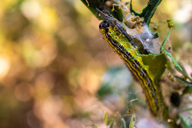 bukszpanowa jedząca liście w żywopłocie z drzewa pudełkowego - branch caterpillar animal hair insect zdjęcia i obrazy z banku zdjęć