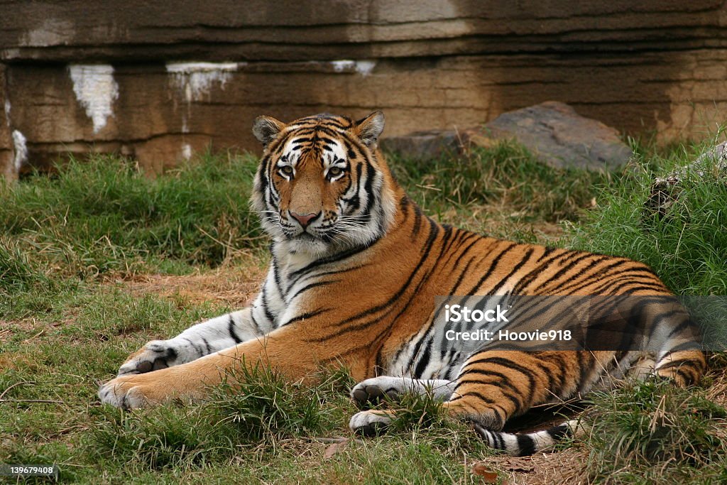 Orgulho Tigre-da-Bengala - Foto de stock de Calor royalty-free