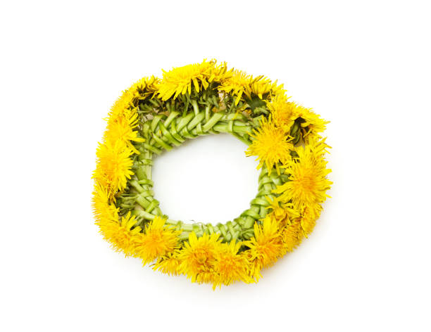 A 9 year old Caucasian girl holds a handful of dandelion flowers in her hands.