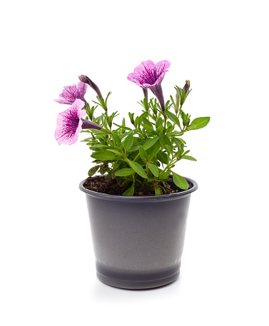 Purple petunia in the pot isolated on a white background.