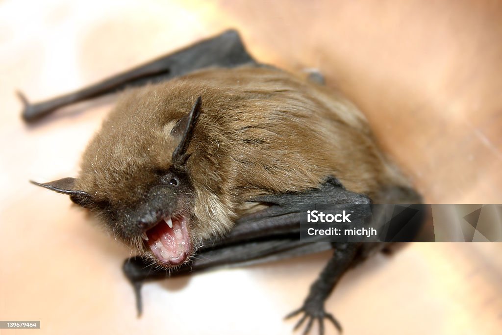 Fang An angry bat looking for someone or something to bite. Nice close-up of fangs. Rabies Stock Photo