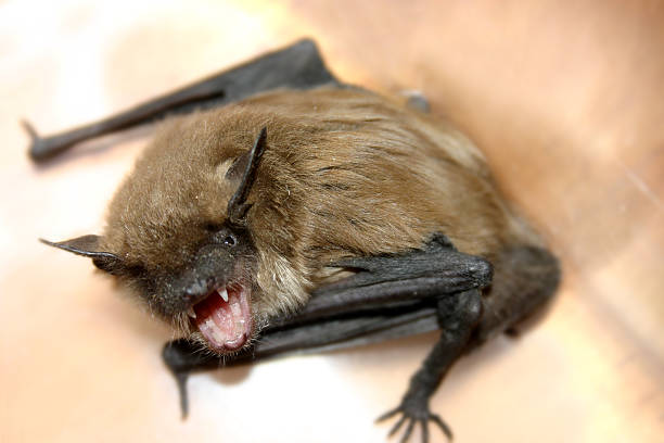 Fang An angry bat looking for someone or something to bite. Nice close-up of fangs. bat animal photos stock pictures, royalty-free photos & images