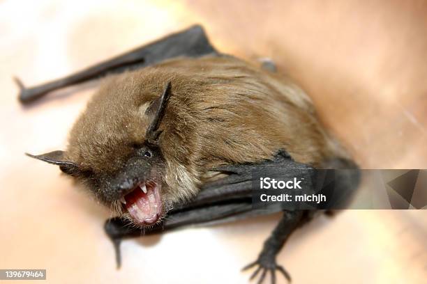 Fang Stock Photo - Download Image Now - Rabies, Bat - Animal, Biting