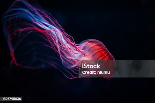 istock Intimate detail of jellyfish isolated on black background 1396795036