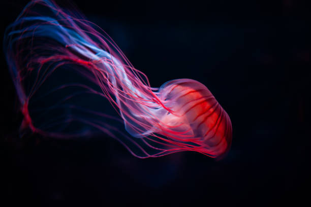 Intimate detail of jellyfish isolated on black background Jellyfish floating in water, vibrant orange, pink and blue colors. jellyfish stock pictures, royalty-free photos & images