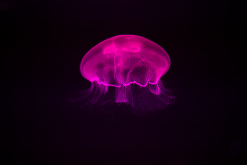 Jellyfish floating in water, vibrant orange, pink and blue colors.