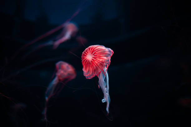 detalle íntimo de medusas aisladas sobre fondo negro - jellyfish moon jellyfish underwater wildlife fotografías e imágenes de stock