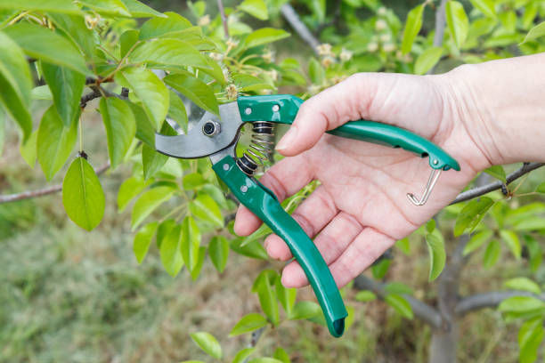 istock Female farmer with pruner shears the tips of pear tree 1396795183