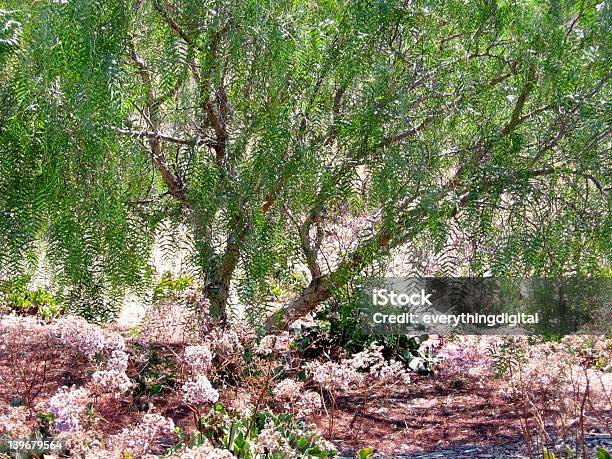 Árbol De Pimienta Foto de stock y más banco de imágenes de Arbusto - Arbusto, Flor, Fotografía - Imágenes