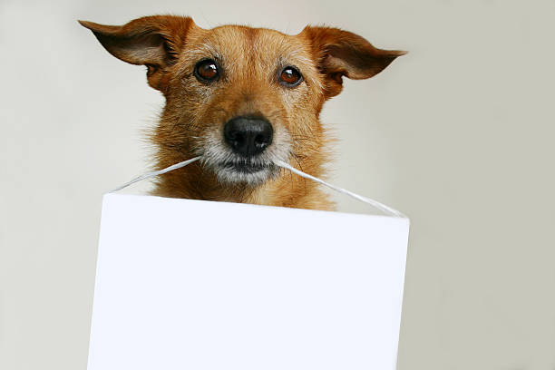 Dog with a blank sign stock photo