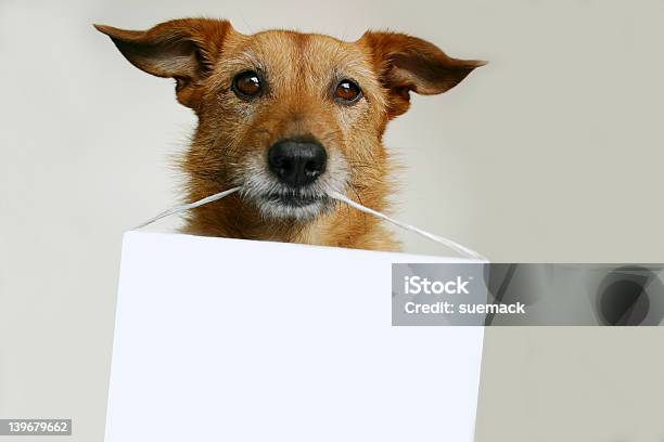 Dog With A Blank Sign Stock Photo - Download Image Now - Dog, Sign, Holding