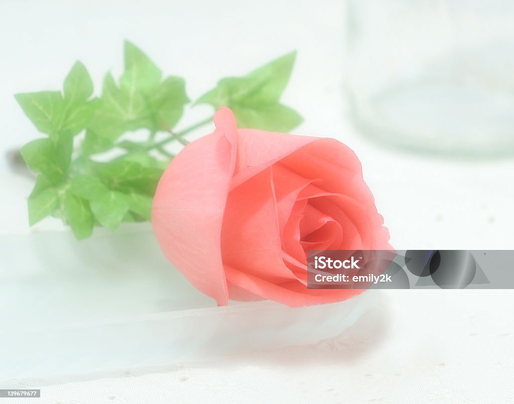 Rose - Foto de stock de Amor - Sentimiento libre de derechos