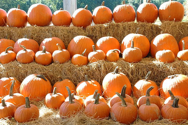 istock Pumpkins .. all in a row 139679703