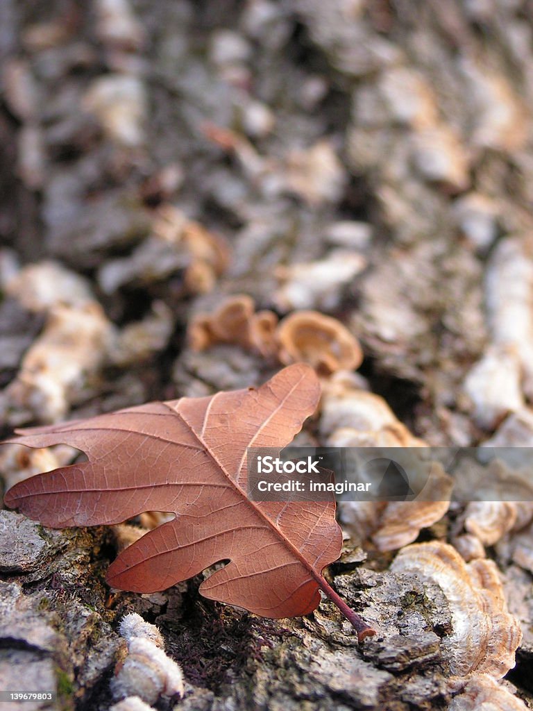auburn leaf autumn leaf Auburn - Alabama Stock Photo